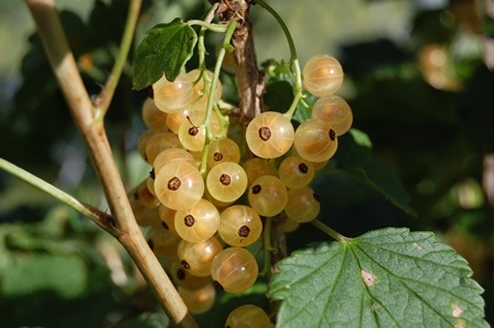 30. Juni 2017.Wk..jpg