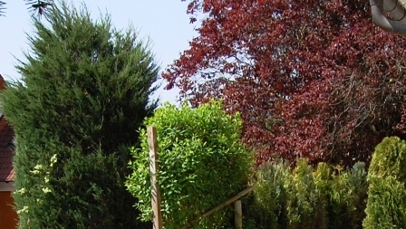 Wacholder und Blutpflaume.jpg