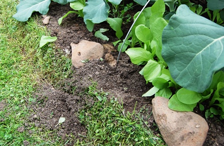 Katzenkot 14.07.2017.jpg