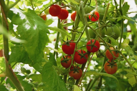 Tomaten Terrasse 4.8.17.jpg