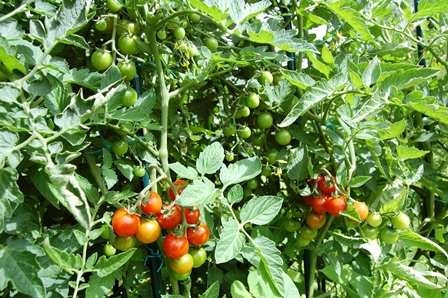 Tomaten Freiland 4.8.17.jpg