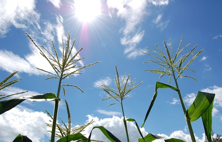 Zuckermais 04.08.17.jpg