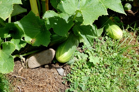 Freiland- Salatgurke.jpg