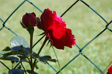 Piano 5.8.2017 Wk.jpg