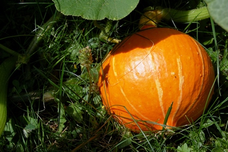 Speisekürbis Uchiki Kuri 4.8..jpg