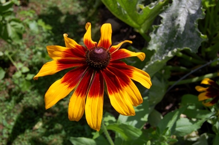 Sonnenhut 4.8.17.jpg