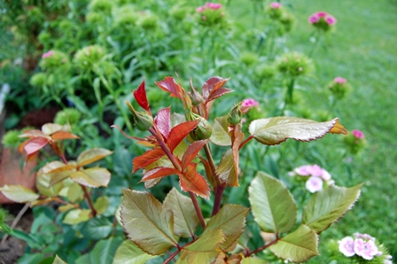 29.05.2018 Piano rot W.k..jpg