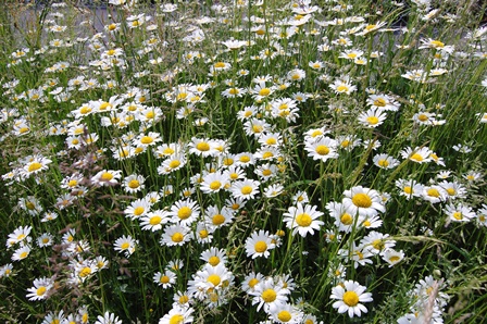 29. Mai 2018 W.k..jpg