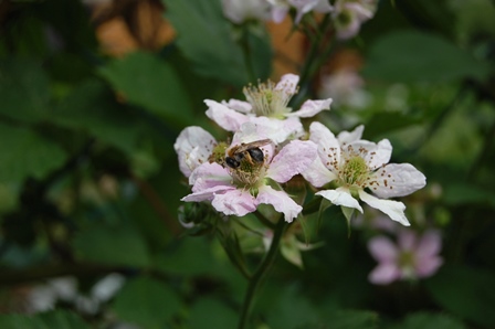 29.05 2018 Brombeerblüte W.k..jpg