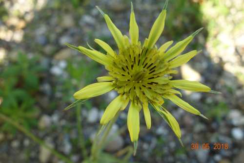 Grosser Bocksbart.jpg