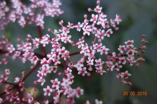 Rotblättrige Holunderblüte.jpg