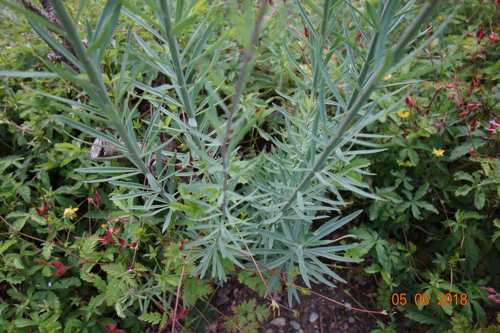 Blätter der Unbekannten.jpg