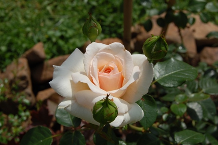 Penny Lane 8. Juni 2018 W.k..jpg