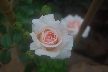 Penny Lane 9. Juni 2018 W.k..jpg