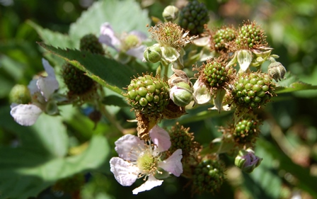 Brombeeren Juli 2018 W.k..jpg