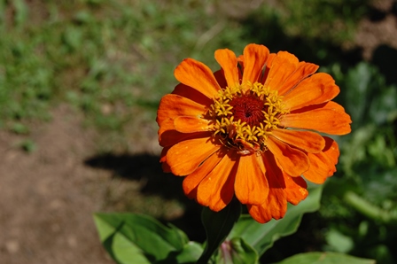 Zinnie Juli 2018.W.k..jpg