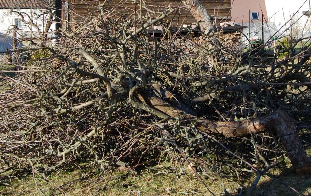 Reisighaufen Nr. 2 März 2019.S..jpg