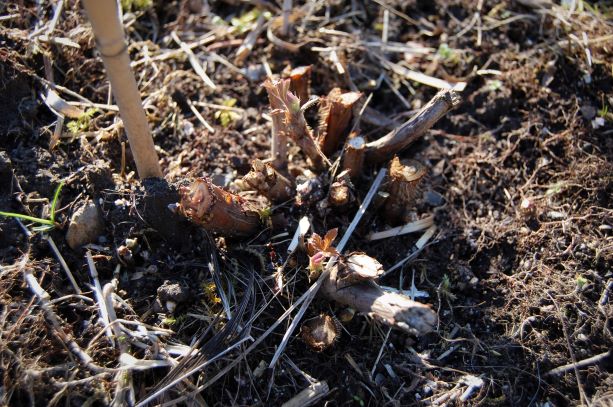 Himbeere Autumn bliss 20.03.2019.S..jpg