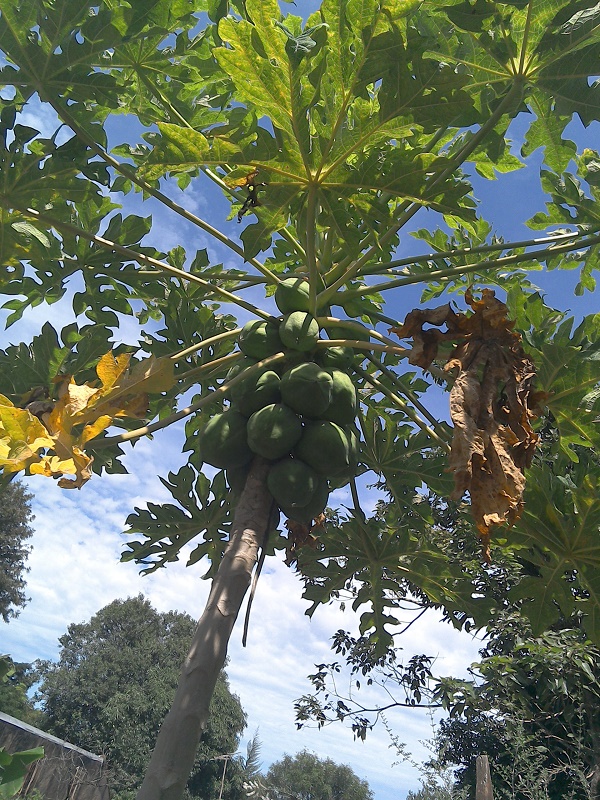 meine Papaya