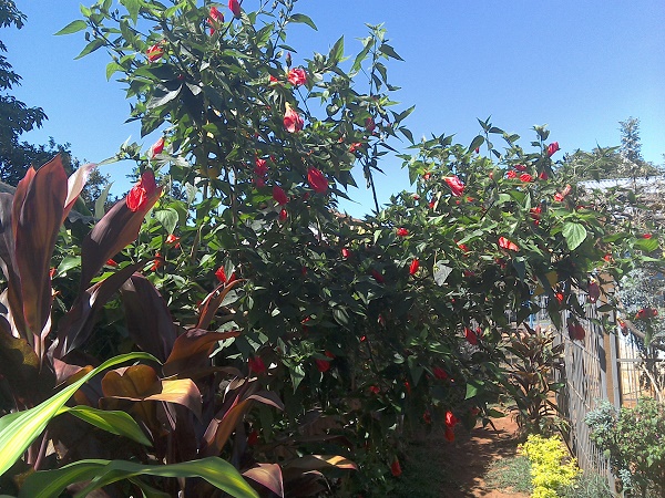 Hibiscus