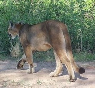 puma chaco 2.jpg