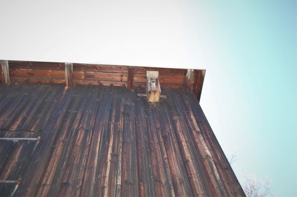 Vogelhotel 02.04.2020.S..jpg