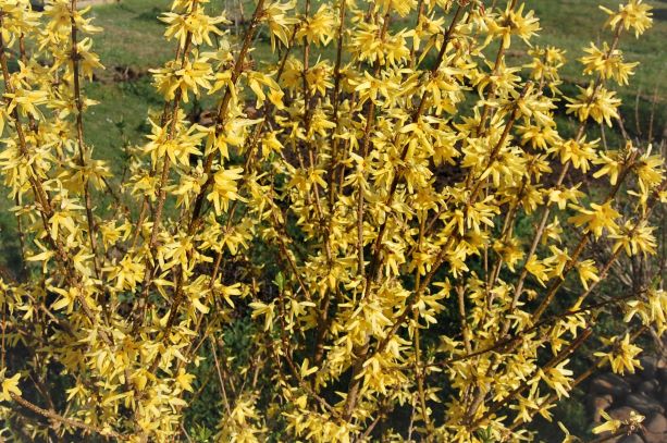 Forsythie 19.04.2020.S..jpg