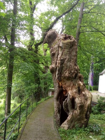 Baum.jpg