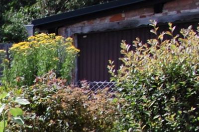 Rainfarn 29. Juli 2021.S..jpg