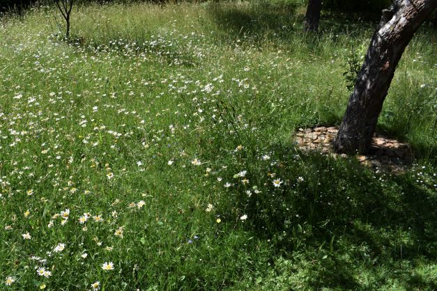 Insektenparadies 17. Juni 2022.S..jpg