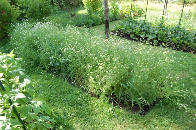 Kamille 16. Juni 2022.S..JPG