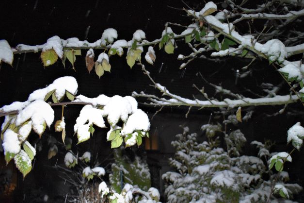 Winter II 2.Dezember 2022 17.23 Uhr S.jpg