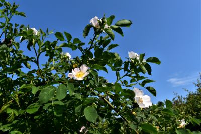 Schottische Zaunrose 7. Juni 2023-.jpg