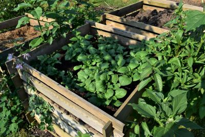 Kartoffeln 7. Juni 2023-.jpg